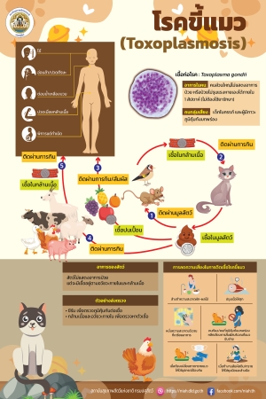 โรคขี้แมว (Toxoplasmosis)
