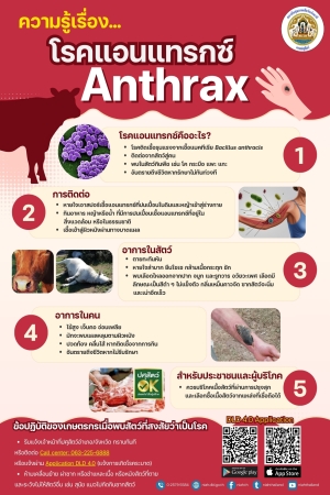 ความรู้เรื่อง...โรคแอนแทรกซ์ (Anthrax)
