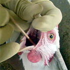 tracheal swab 1