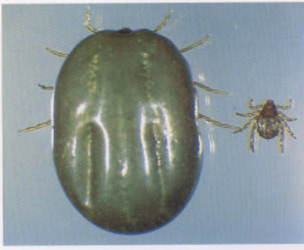 tick