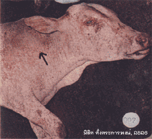 blackleg1