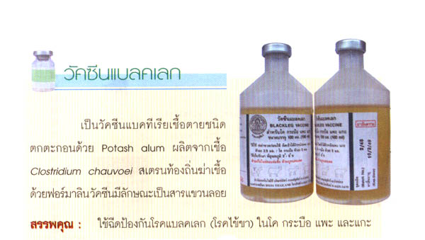 vaci blackleg