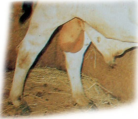 bru1