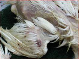 fowl CIA2