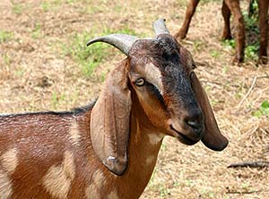 goat CAE1