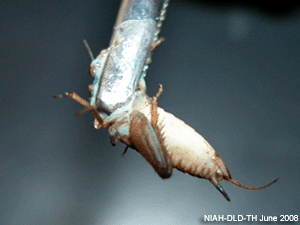 Cricket lridovirus1