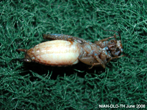Cricket lridovirus2