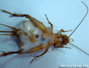 Cricket lridovirus3
