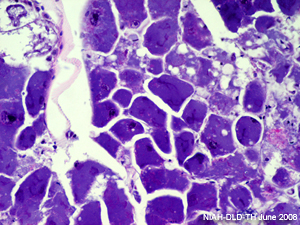 Cricket lridovirus4