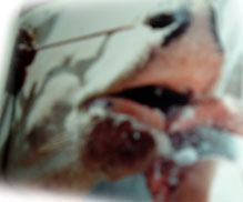 fmd 1