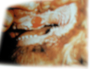 fmd bovine2