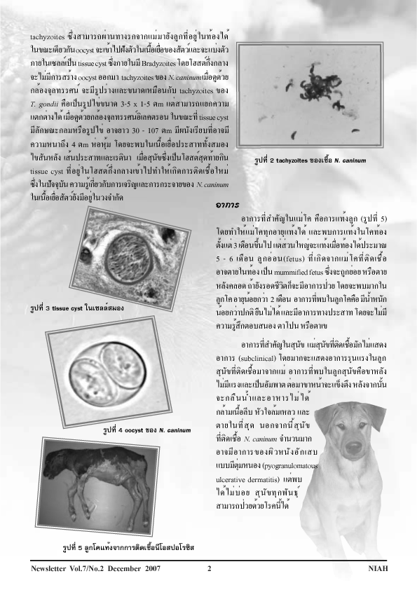 cow neosporosis 2