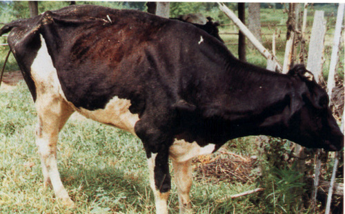 ptb 1
