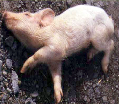 pig glasser2