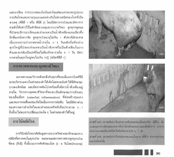 pig PED3