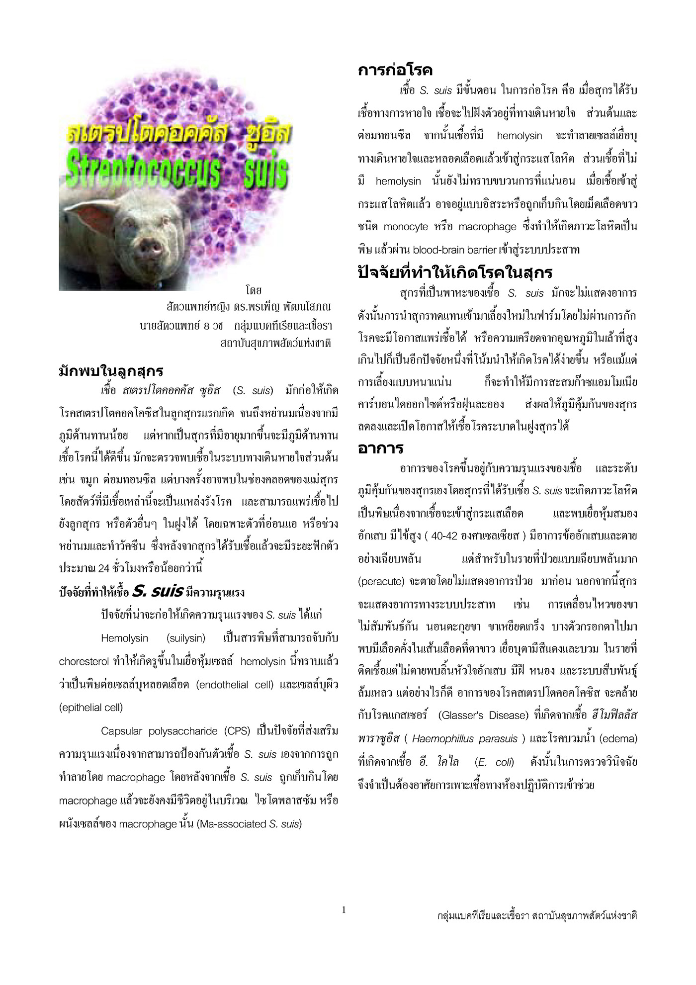 strep suis2 Page 1