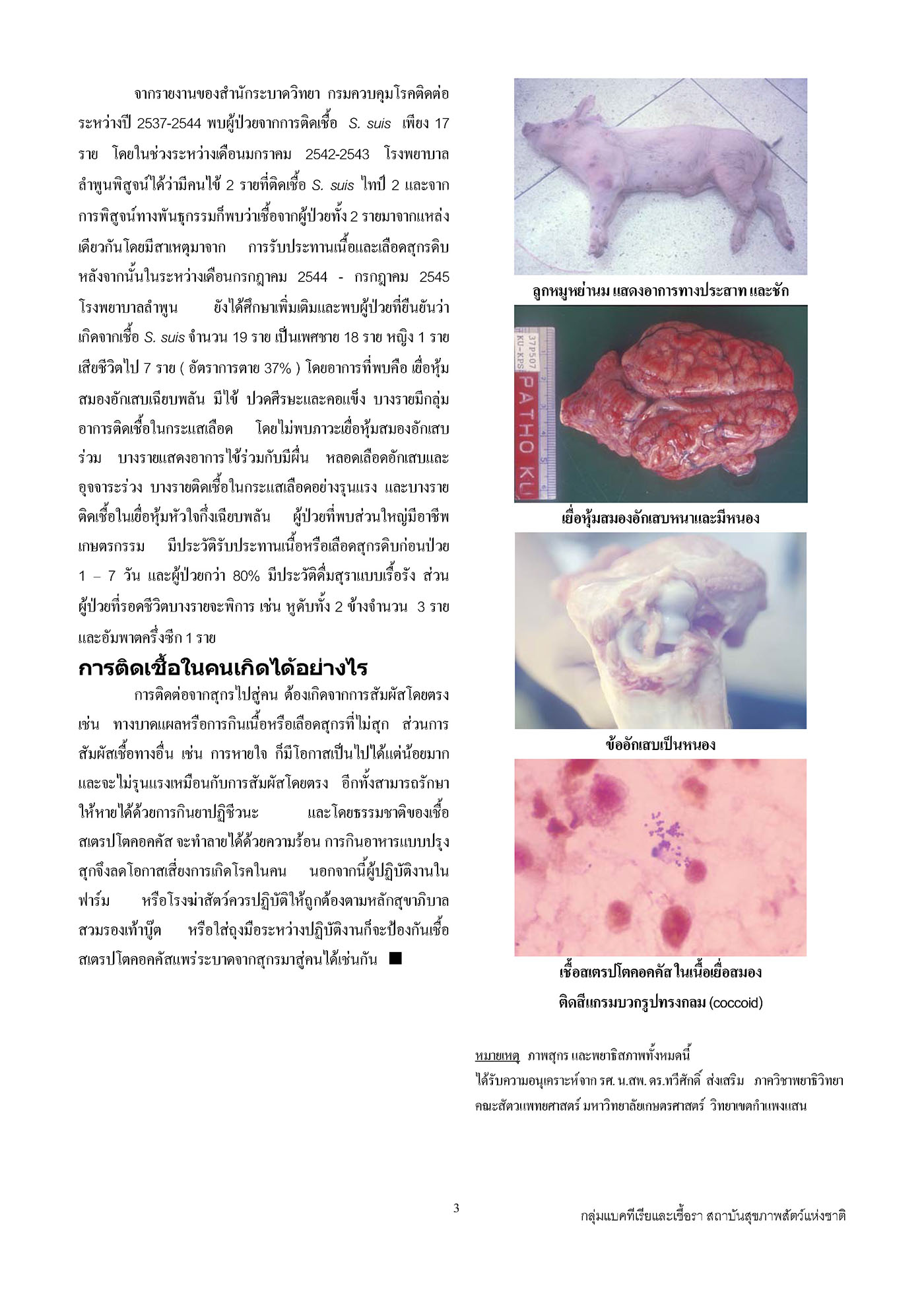 strep suis2 Page 3