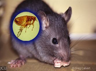 blackrat
