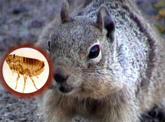 squirrel