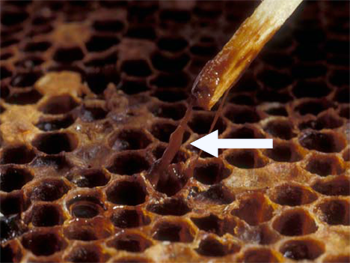 wild AmericanFoulbrood