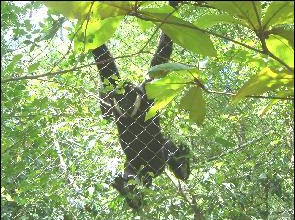 wild GibbonStrogy1