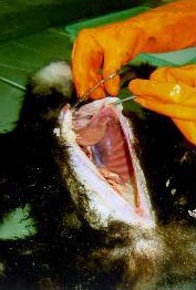 wild GibbonStrogy2