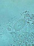 wild GibbonStrogy5