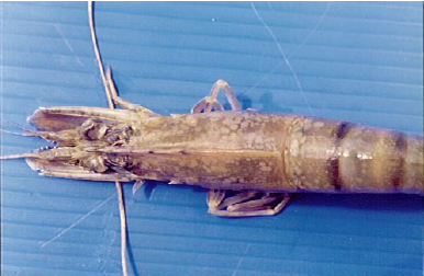Aquatic WhiteSpot
