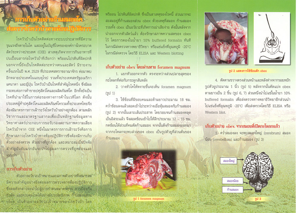 madcowdisease2