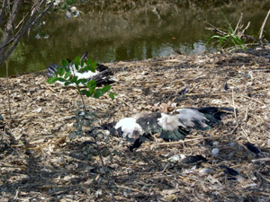 bird pakhang02