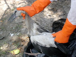 bird pakhang03