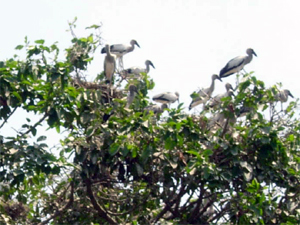 bird pakhang04