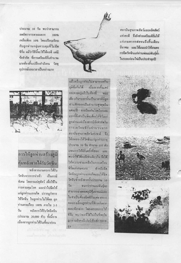 fowl parvo5