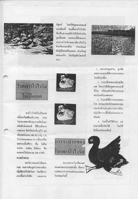 fowl parvo6
