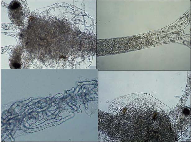 aquatic ShrimpDis2 img 13