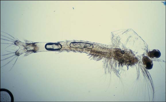 aquatic ShrimpDis2 img 14