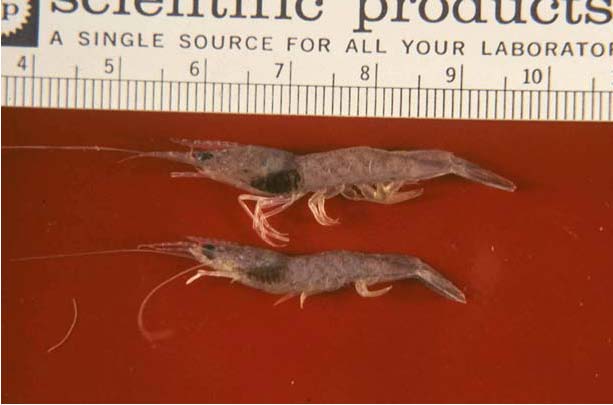 aquatic ShrimpDis2 img 15