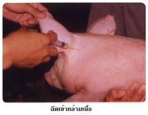 vac05
