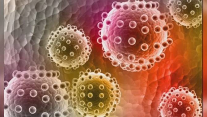 zika virus